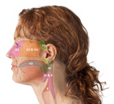 Referred otalgia from neck and head sources