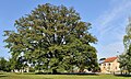 * Nomination Remarkable oak at Saeul, Luxembourg. --Cayambe 15:05, 27 September 2009 (UTC) * Promotion good -- George Chernilevsky 15:19, 27 September 2009 (UTC)