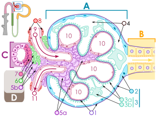 Volemia - Wikipedia, la enciclopedia libre