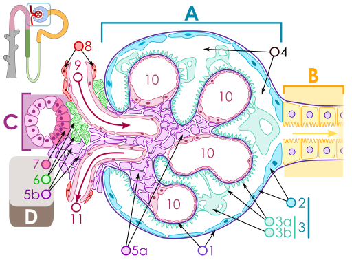 Renal corpuscle