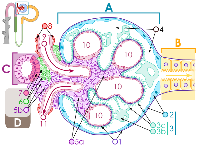 Схема строения почечного тельца