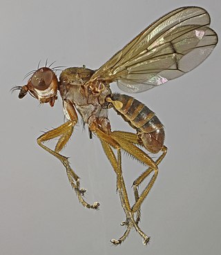 <i>Renocera pallida</i> Species of fly