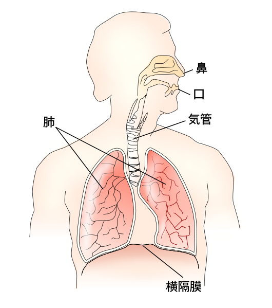 File:Respiratory system ja.svg