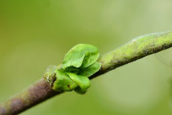 Rhabdophaga rosariella on Salix cfr aurita