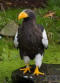 Riesenseeadler Walsrode 2014 01.jpg