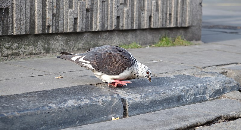 File:Rock pigeon (Columba livia) inspecting the curb at place de la Bourse, Brussels, Belgium (DSCF4415).jpg