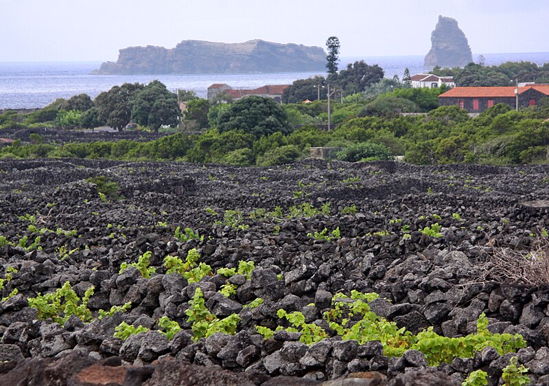 File:Rocky vineyards of the Azores.jpg