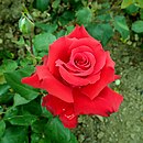 Rosa Grande Amore 07.06.2019 1685.jpg