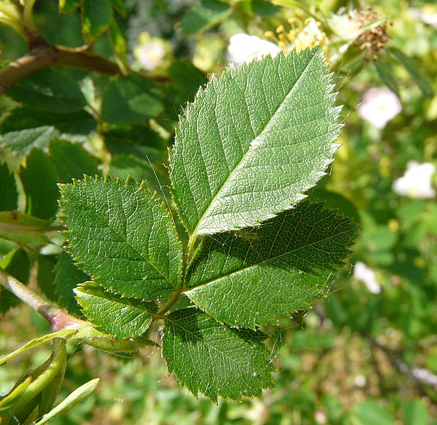 File:Rosa dumalis leaf (03).jpg