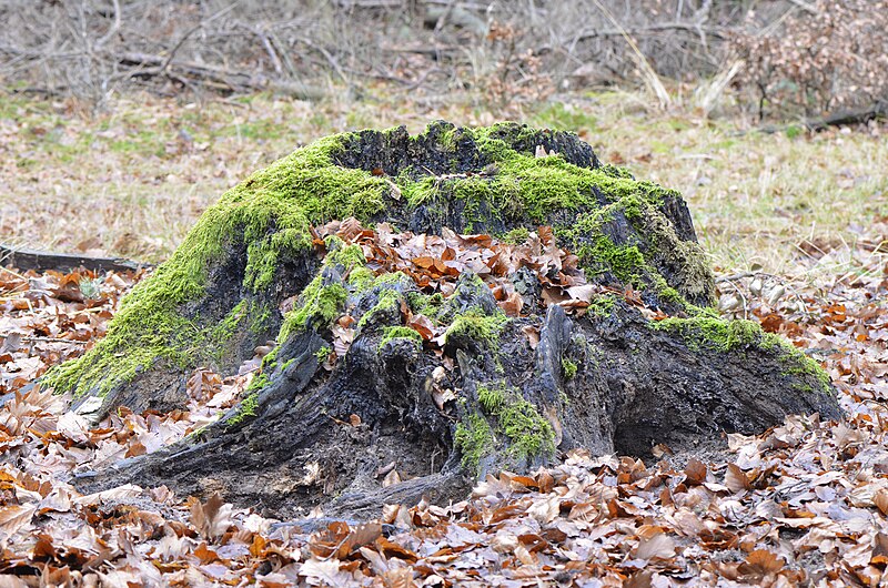 File:Rotten stumb covered with moss and leaves - verfallener Baumstumpf mit Moos und Laub bedeckt.jpg