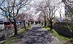 Миниатюра для Файл:Row of cherry blossoms of railway mark in Chayamati.JPG