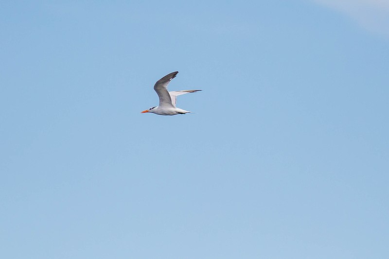 File:Royal tern (29699648250).jpg