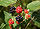 Rubus fructicosus owoce 646.jpg
