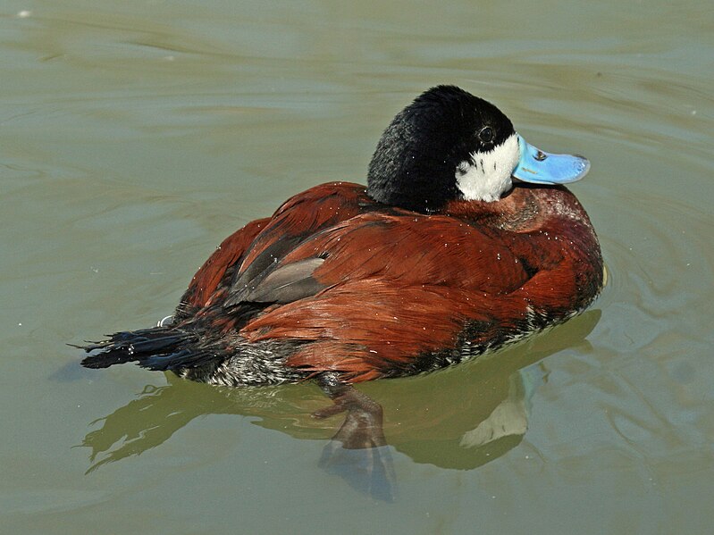 File:Ruddy Duck (Oxyura jamaicensis) RWD1.jpg