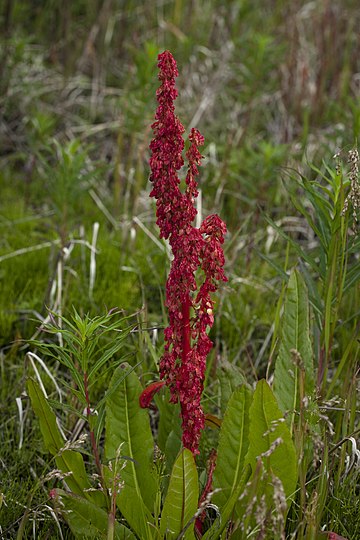 Rumex arcticus