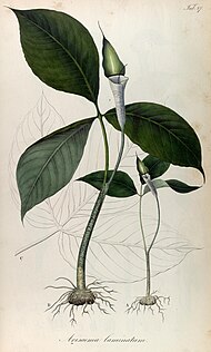 Rumphia, sive, Commentationes botanicæ¦ imprimis de plantis Indiæ¦ Orientalis (8330551674).jpg