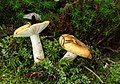 * Nomination Russula ochroleuca --Holleday 20:46, 6 August 2011 (UTC) * Promotion Good--Lmbuga 23:39, 6 August 2011 (UTC)