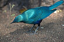 The upperpart plumage SA05344-Cape Glossy Starling - Blyszczak Lsniacy.jpg