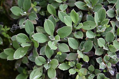 Rosette leaves