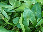 Sagittaria trifolia var.edulis leaves.JPG