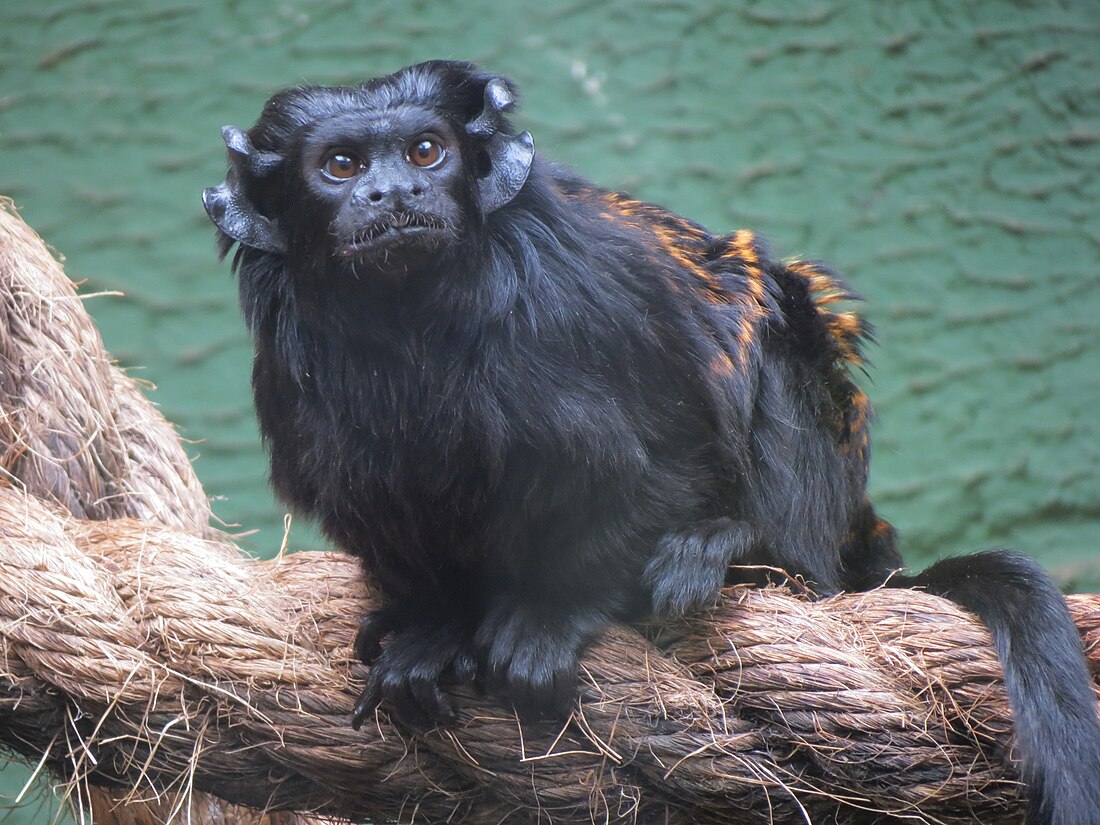 Saguinus niger