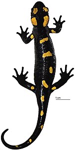 Salamandra algira atlantica (10.3897-zookeys.893.46649) Figura 2.jpg
