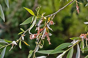 흰버들(Salix alba)