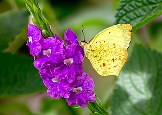 <i>Eurema salome</i> Species of butterfly