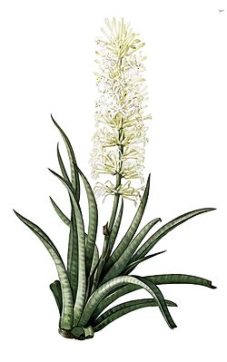 Sansevieria zeylanica from Les Liliacées, plate 290