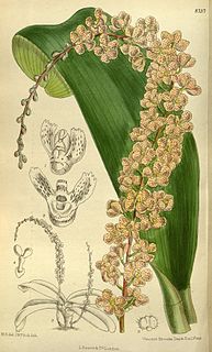 <i>Rhinerrhizopsis</i> Genus of orchids