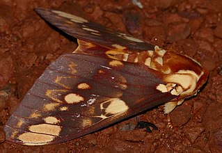 <i>Citheronia hamifera</i> Species of moth