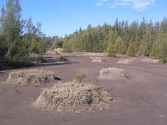 En mudderoverflade i Longneck Lagoon
