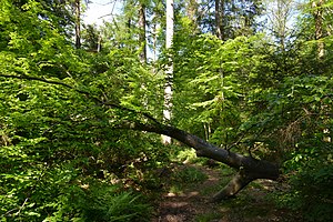 Schleswig-Holstein, Schwabstedt, Naturerlebnisraum NIK 6738.jpg