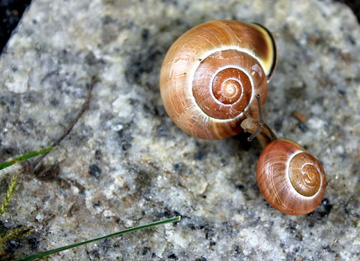 Schnecken / Snails