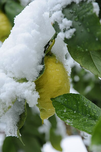 File:Schnee Zitrone Citrus × limon 2.JPG