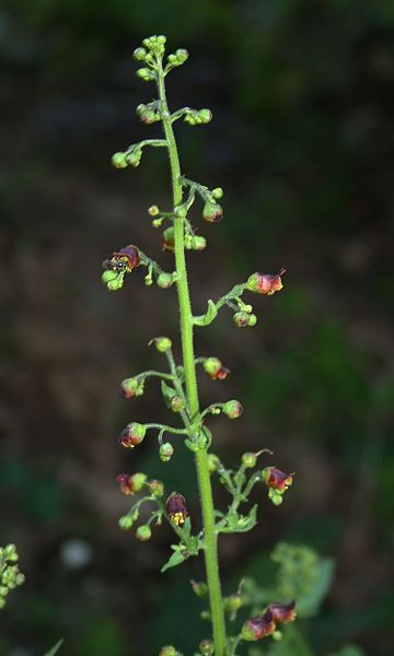 File:Scrophularia scopolii 4.jpg