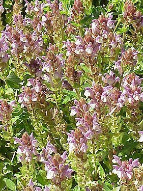 Scutellaria alpina2.jpg