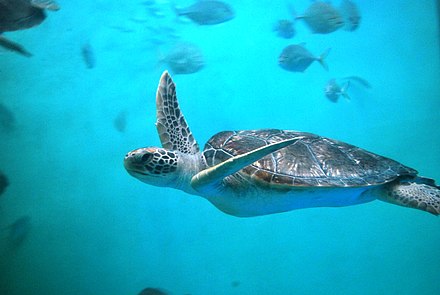 Sea turtle swimming in aquarium tank at the National Turtle Center
