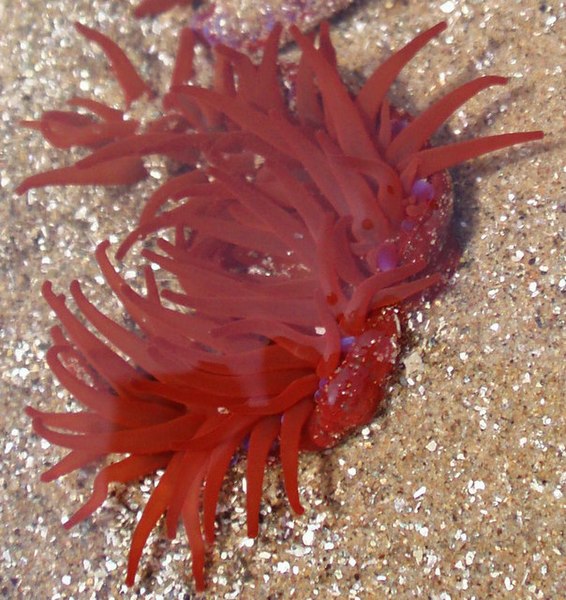 File:Sea anemones - geograph.org.uk - 1266569.jpg