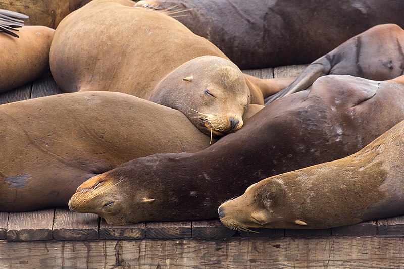 File:Sea lions at Pier 39 2.jpg