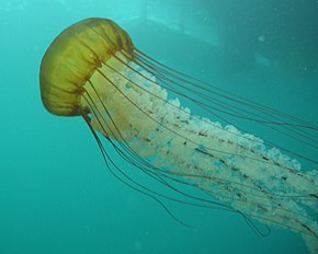 Descrizione dell'immagine Ortica marina (Chrysaora fuscescens) 2.jpg.