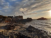 A Seagull in flight at Point Peron at sunset