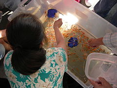 Goldfish at the Night Market