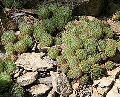 Sempervivum ciliosum 01.jpg