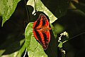 Fotografia de Charaxes cynthia, cujo tipo nomenclatural fora coletado em Axânti (Gana).[2]