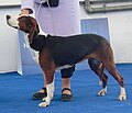 Serbian Tricolor Hound