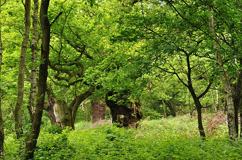 File:Sherwood Forest (9518).jpg