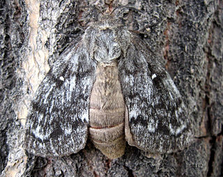 <i>Dendrolimus superans</i> Species of moth