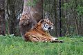 Sibirischer Tiger Tierpark Hellabrunn-3.jpg