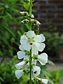 Sidalcea candida ´Bianca´, Griekse malva. Voor een plaatsje in de zon.